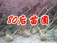 2013年紅楓價(jià)格*新報(bào)價(jià)