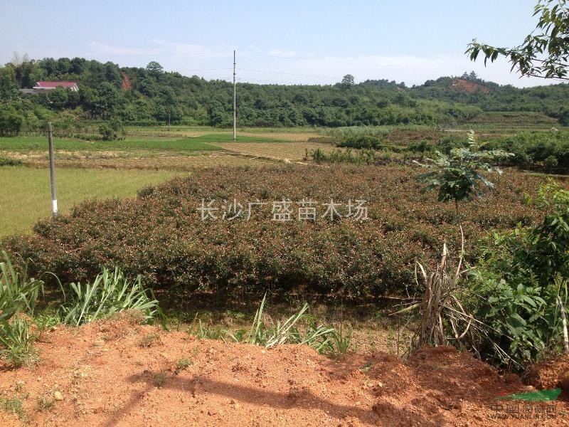 湖南地區(qū)供應(yīng)小紅葉石楠