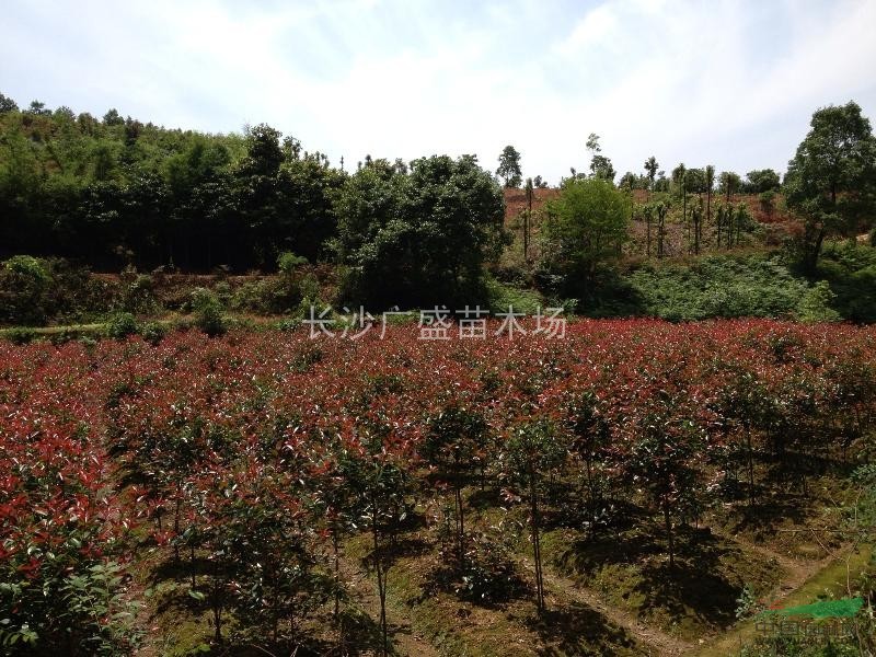 湖南地區(qū)供應(yīng)小紅葉石楠