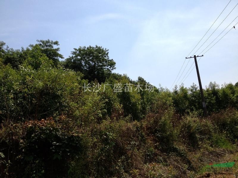 本苗圃供應(yīng)2公分到4公分的小杜英
