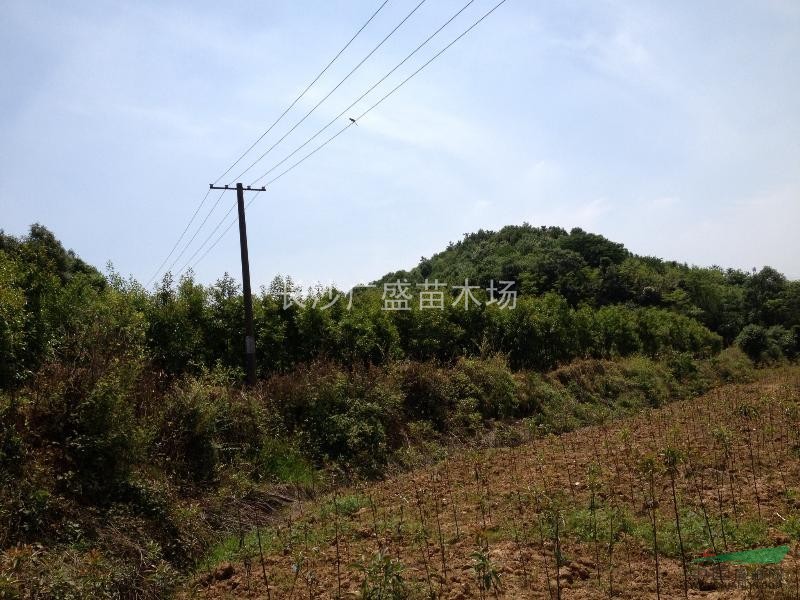 本苗圃供應(yīng)2公分到4公分的小杜英
