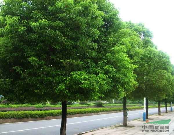 優(yōu)質(zhì)香樟供應(yīng)——句容地之緣苗圃