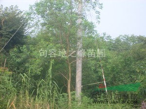 精品烏桕供應(yīng)  江蘇烏桕