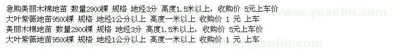求購美麗木棉地苗、大葉紫薇地苗、大葉紫薇地苗 