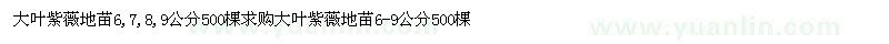 求購大葉紫薇地苗