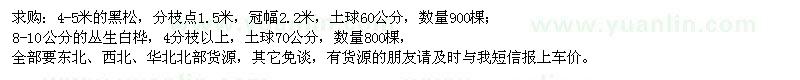 求購黑松、叢生白樺