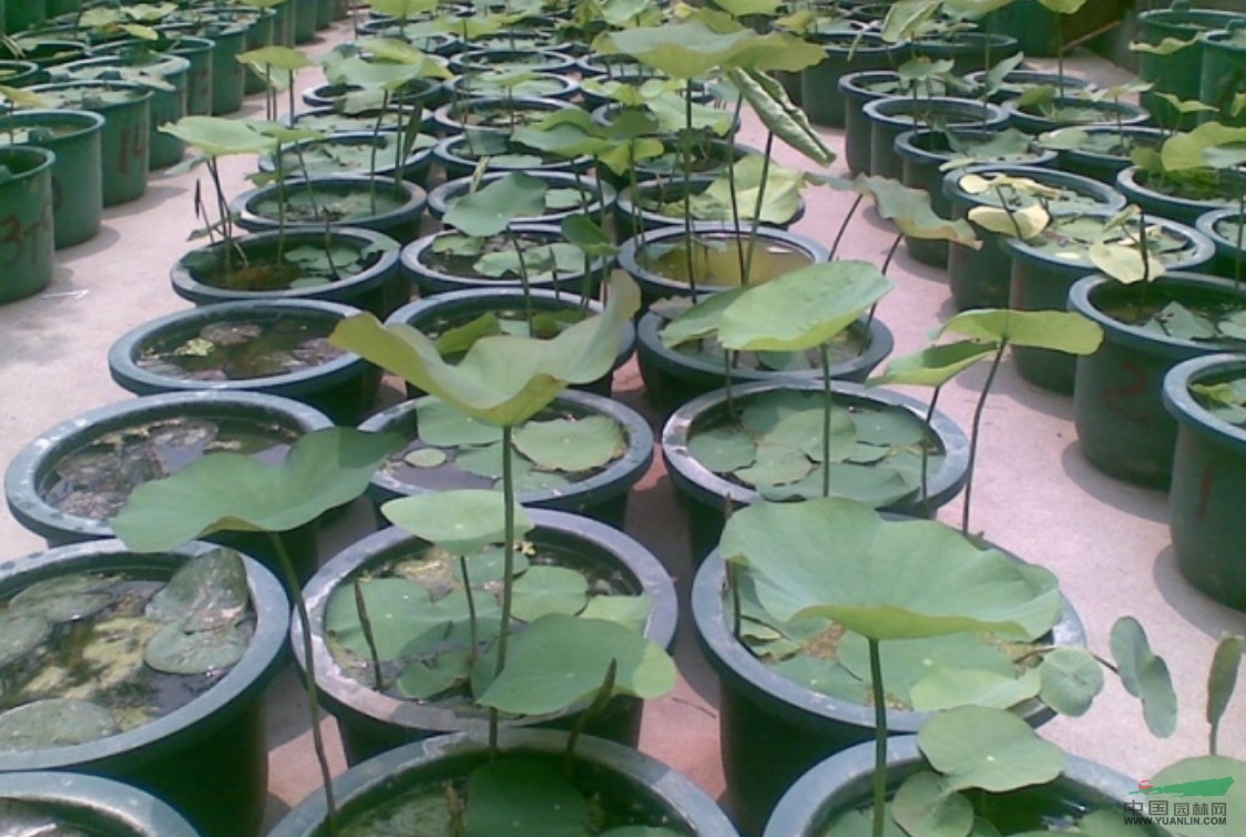 江蘇荷花1