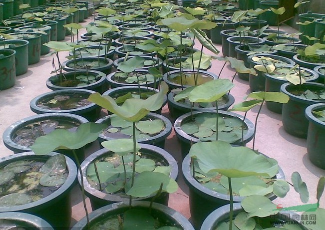 江蘇荷花6介紹