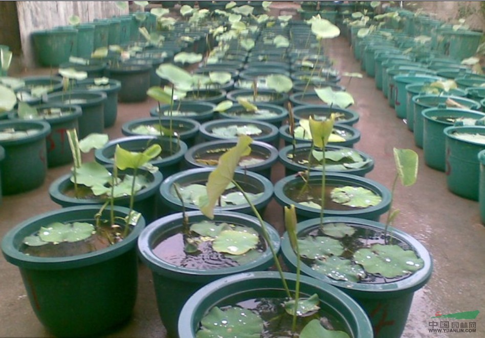 江蘇荷花7信息