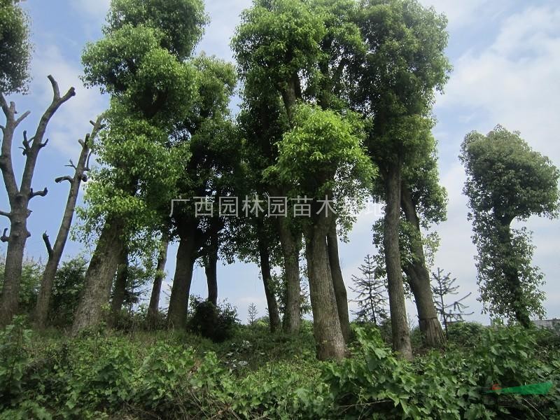 樟樹供應(yīng)    廣交五湖四海  誠信做人 專心做事 老周苗木