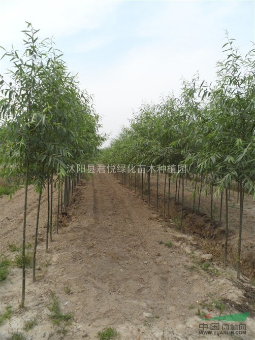 竹柳基地-大量供應竹柳