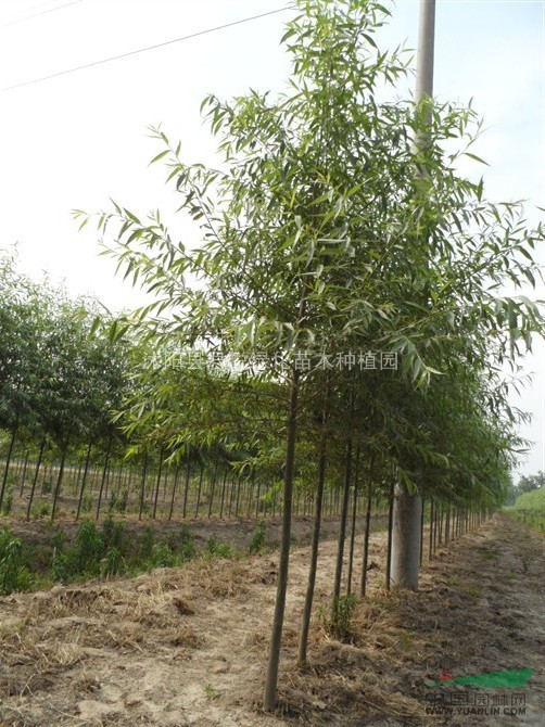 竹柳基地-大量供應竹柳
