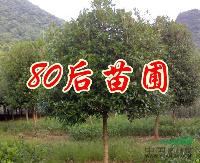 叢生桂花價(jià)格，獨(dú)干桂花價(jià)格