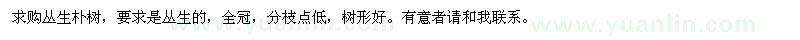 求購叢生樸樹