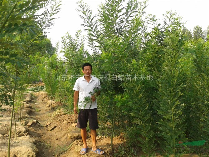 2013年夏季供應(yīng)：園蠟2號白蠟接穗、白蠟芽子，速生國槐芽子