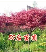 2013年美國(guó)紅楓價(jià)格*新預(yù)測(cè)