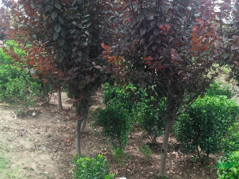 紅葉李