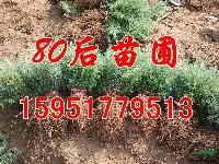 雪松苗，雪松小苗，雪松樹苗