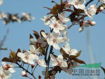 最大的紅葉李基地