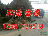 2013*新廣玉蘭樹價格表