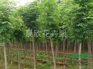 紅葉李 國(guó)槐  紫薇