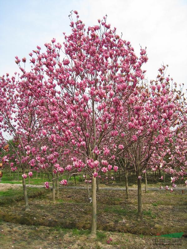 供應(yīng)紅玉蘭，白玉蘭，黃玉蘭大小規(guī)格