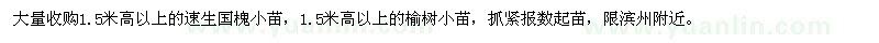 求購速生國(guó)槐小苗,榆樹小苗