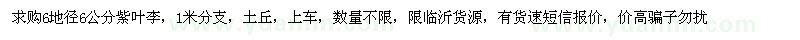 求購地徑6公分紫葉李