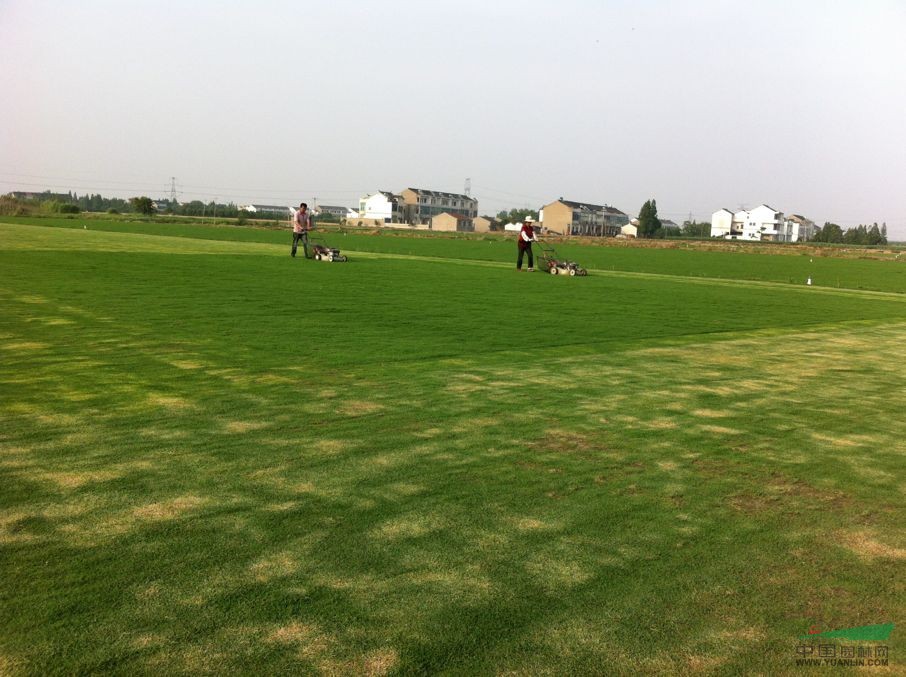 常州沙培果嶺草、天富道、天堂草、黑麥草等。