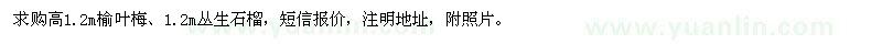 求購高1.2m榆葉梅、1.2m叢生石榴