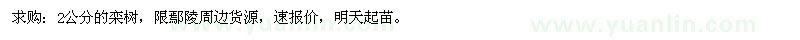 求購2公分的欒樹 