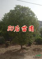 2013*新桂花樹的價(jià)格信息