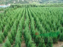 基地常年供應(yīng)：紅葉小檗、金葉女貞、國槐、垂柳、法桐等工程苗木