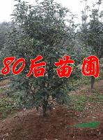 2013*新桂花樹(shù)的價(jià)格報(bào)價(jià)信息