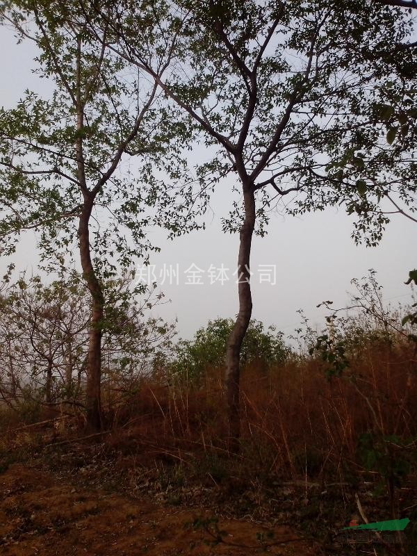 郑州新密供应杜仲树，树龄22年，高10米，树冠5米，米径22