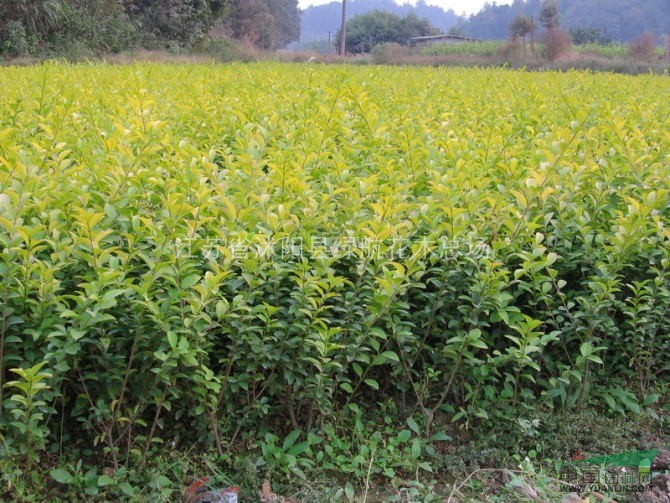 苗圃特售:連翹，紅葉石楠，紅天竹，金邊黃楊，金森女貞，扶芳藤