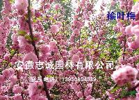 安徽合肥供應(yīng)：榆葉梅、楓香、黑松、重陽(yáng)木