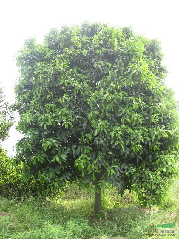 香袍树
