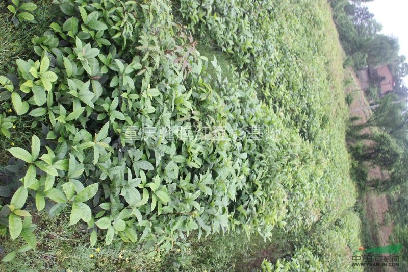 重慶最好的香樟基地