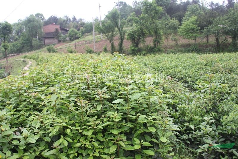 重慶最好的香樟基地