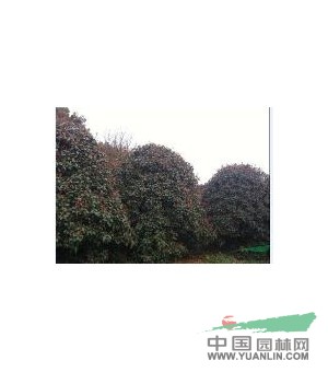 南京大型雪松基地，3米雪松種苗，4米雪松批發(fā)，5米雪松價(jià)格