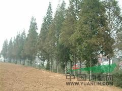 水杉，紅豆杉，樟樹，羅漢松，小葉女貞，各類色塊苗