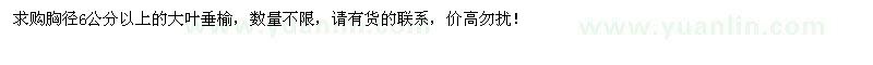 求購胸徑6公分以上大葉垂榆