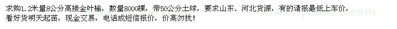 求購1.2米量8公分高接金葉榆8000棵