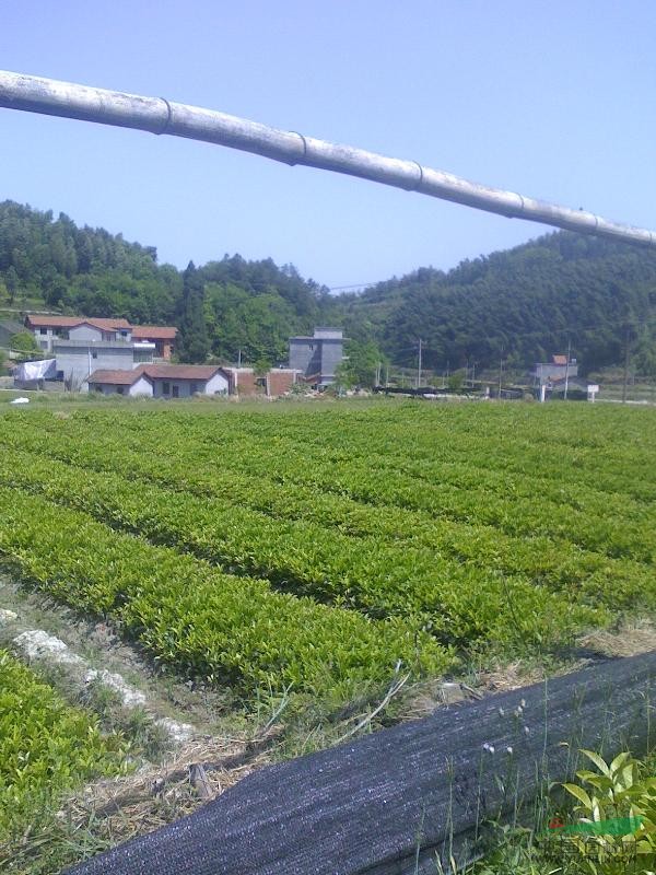 湖北咸寧紅梅桂花園大量低價(jià)出售品種最純正的桂花小苗