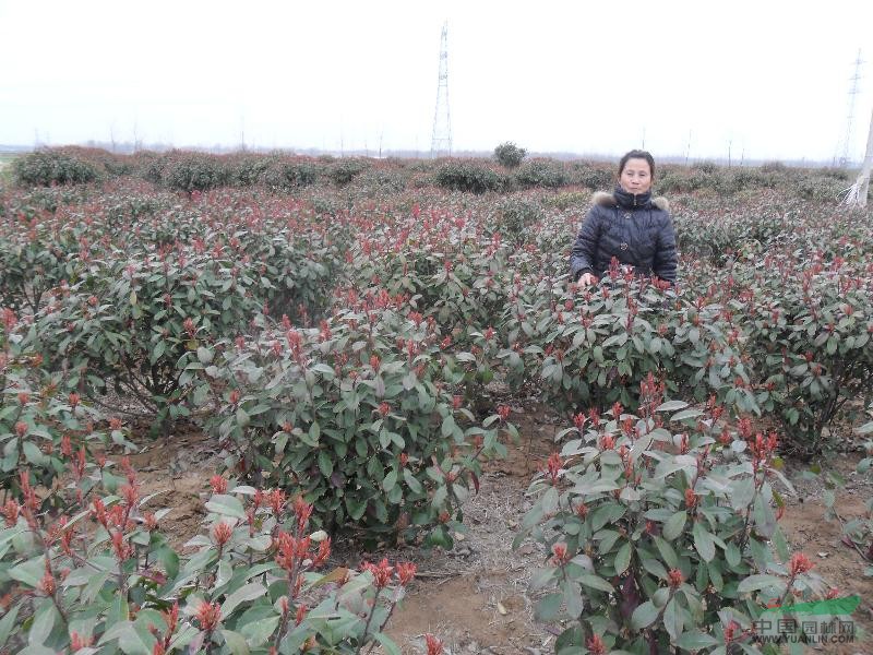 紅葉石楠盆栽苗、獨桿紅葉石楠-基地直銷