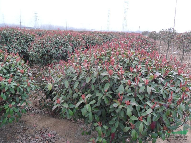 紅葉石楠盆栽苗、獨桿紅葉石楠-基地直銷