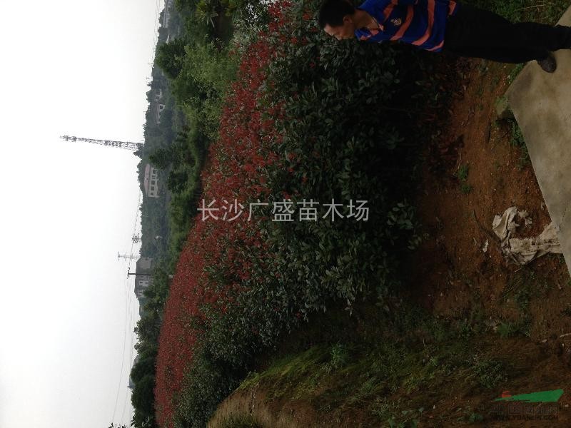 本苗圃供應大小紅葉石楠