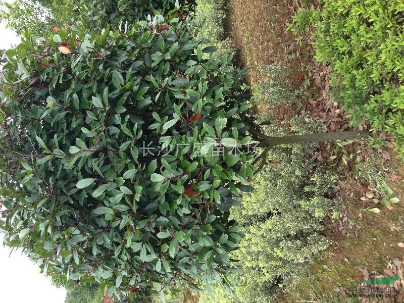 本苗圃供應大小紅葉石楠