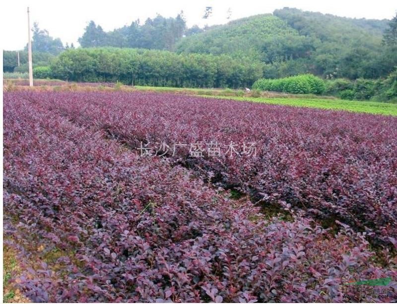 湖南地區(qū)供應紅花繼木小苗